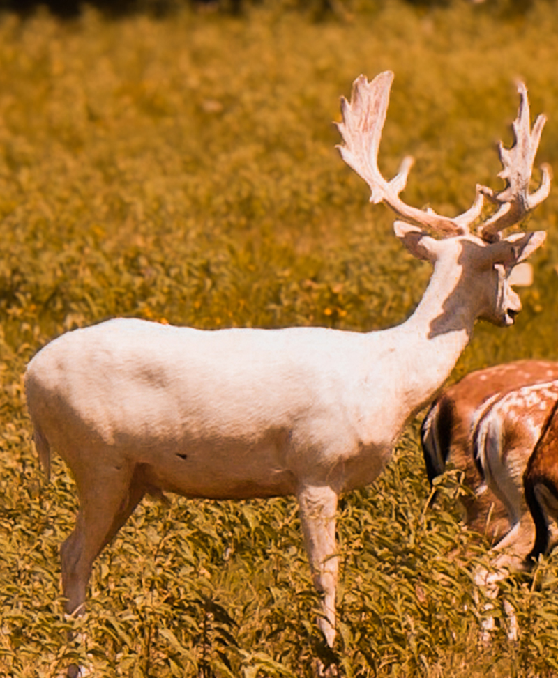 deer looking at camera