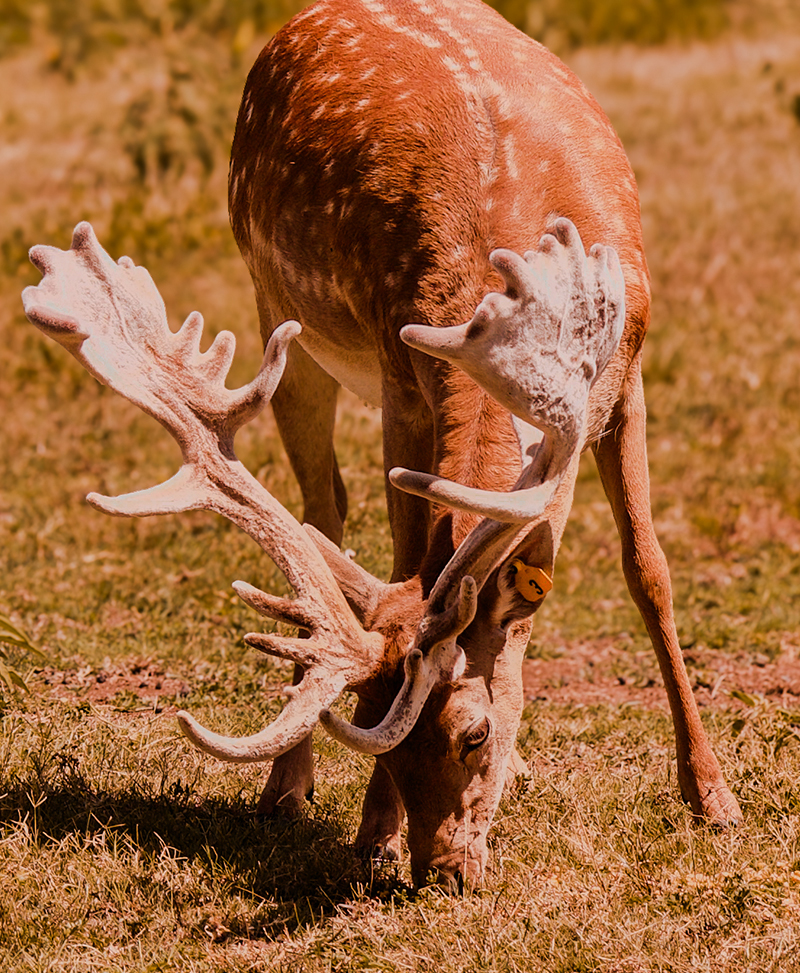 deer in filed eating grass