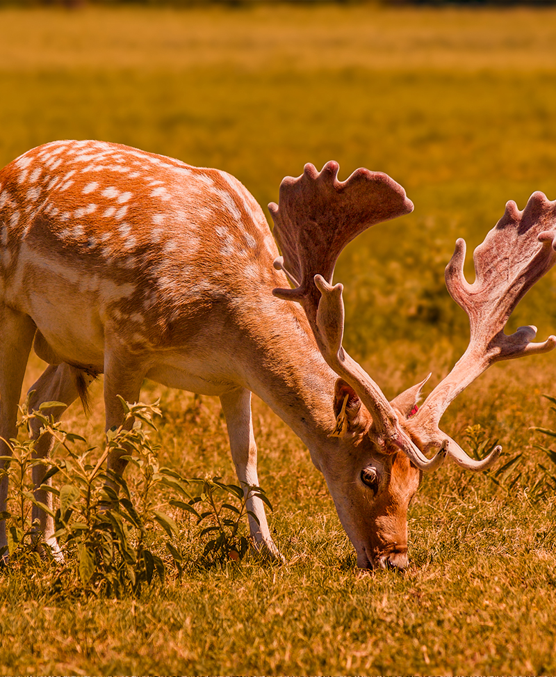 deer in filed eating grass